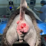 Canine Hepatoid Gland Tumors