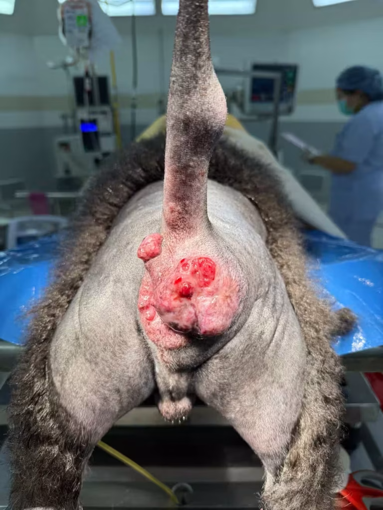 Canine Hepatoid Gland Tumors
