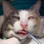 Cat Rhinitis and Sinusitis