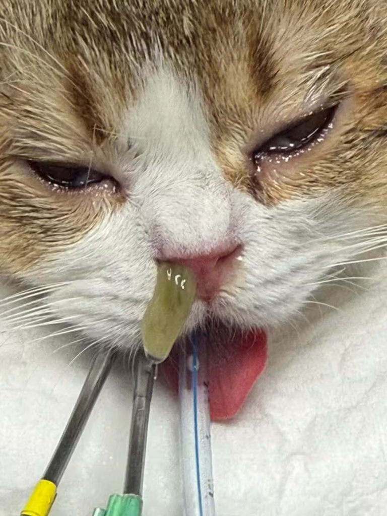 Cat Rhinitis and Sinusitis