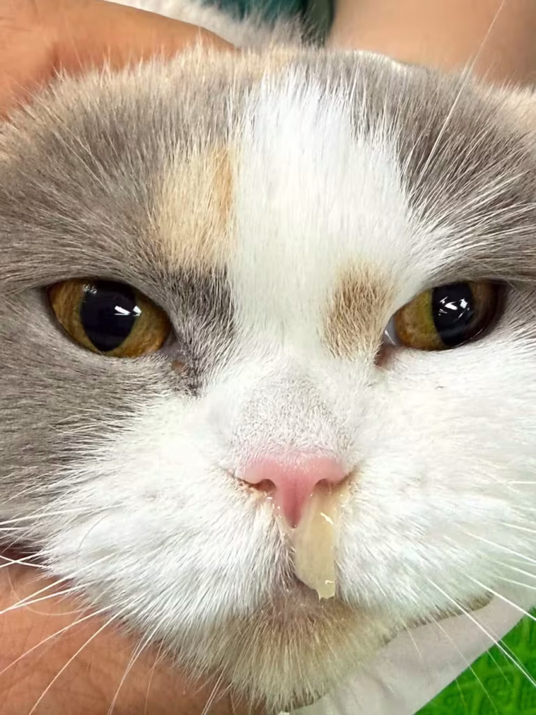 Cat Rhinitis