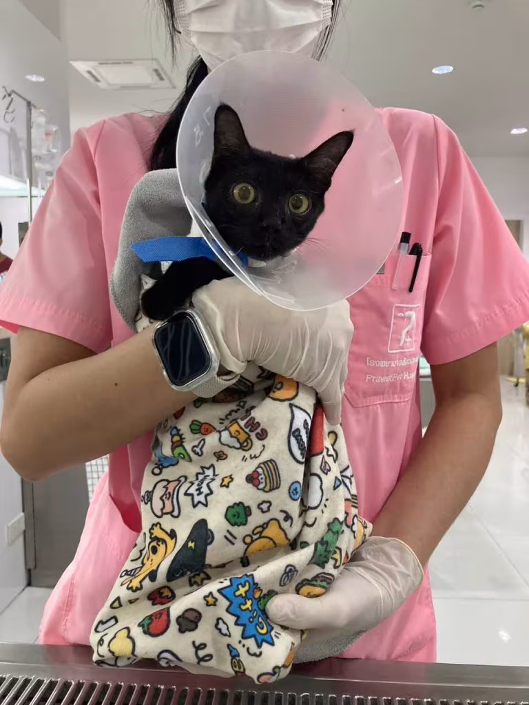 PRAA in cat - Post-Operative Care and Long-Term Prognosis