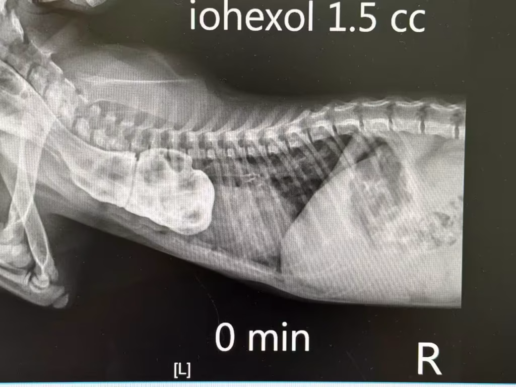 PRAA in cats - Contrast Esophagram - Classic Presentation of Cranial Megaesophagus
