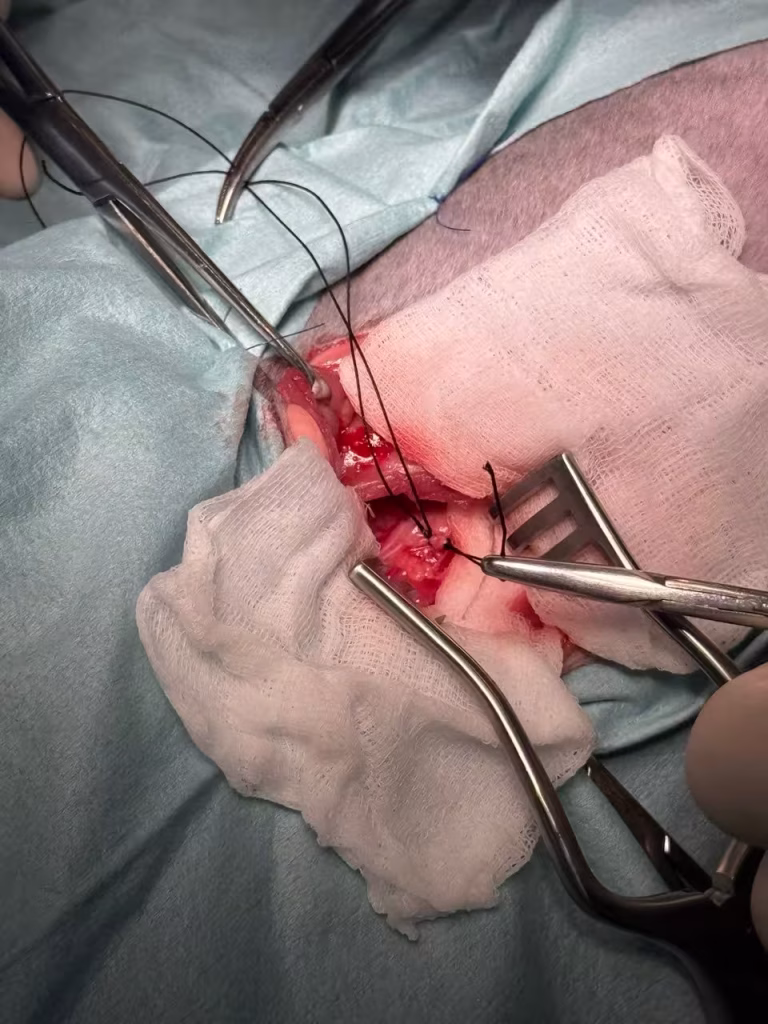 PRAA in cats - Double Ligation Before Division