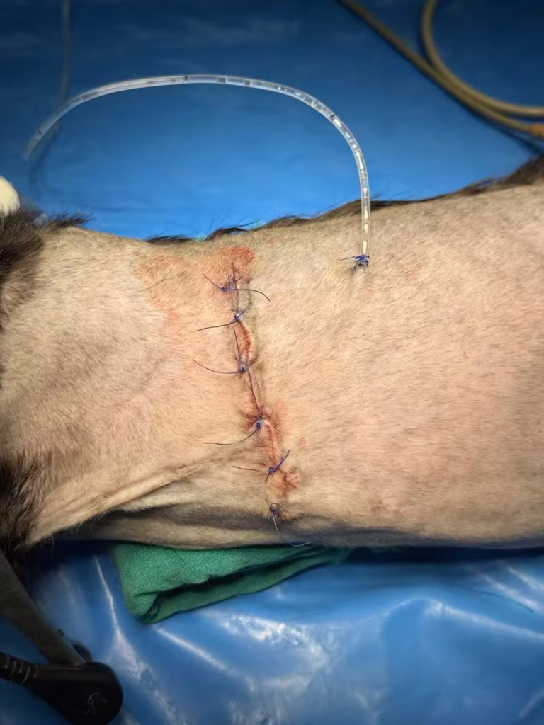 PRAA in cats - Post-operative Closure and Chest Tube Management