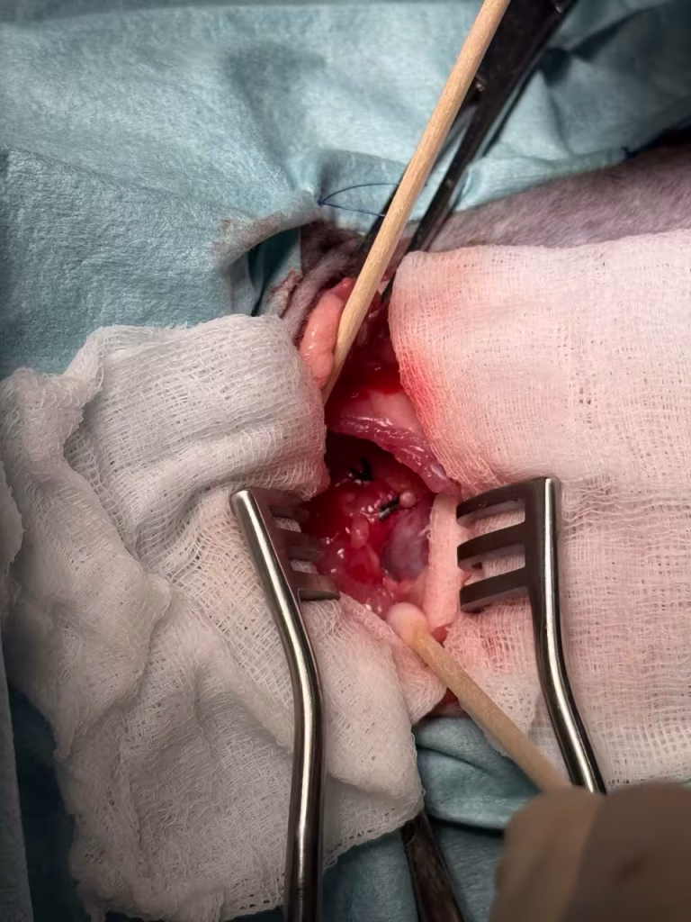 PRAA in cats - Successful Transection and Release of the Esophagus