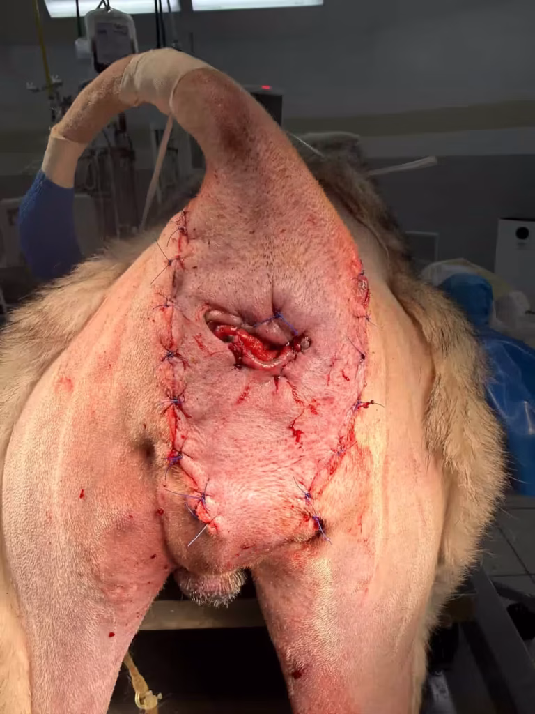 Perineal Hernia in Dogs