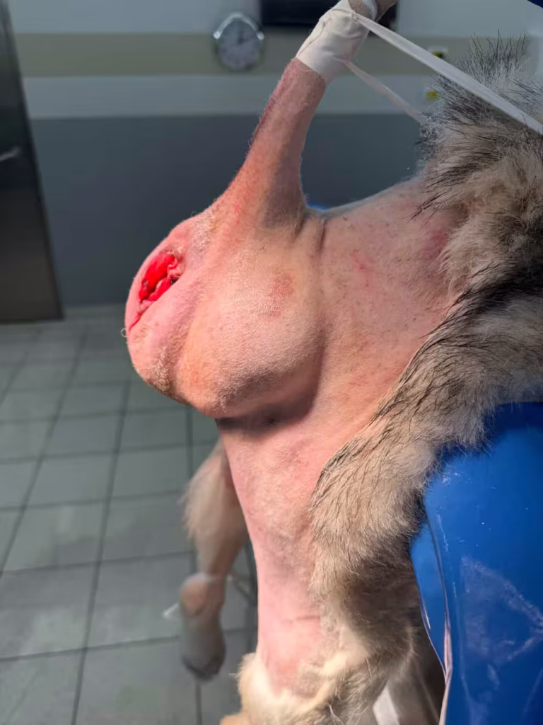 Perineal Hernia in Dogs
