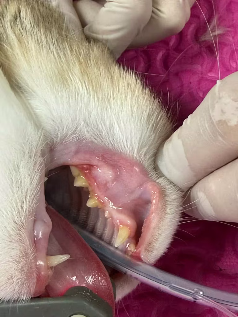 infra orbital nerve blocked - Cat Rhinitis and Sinusitis