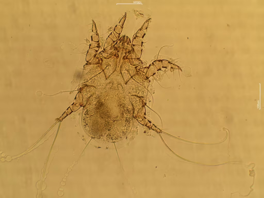 Otodectes
