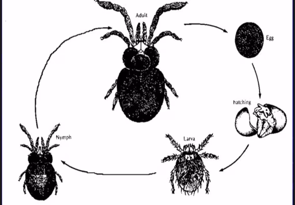 Trombiculidae - life cycle